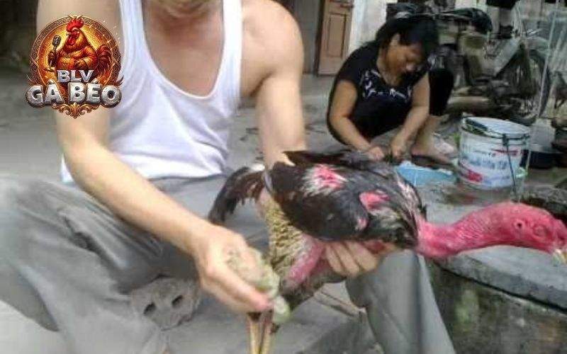 Các bước vào nghệ cho gà đúng cách