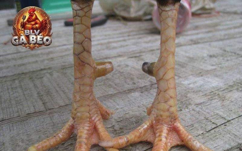 Các cách nhận biết gà vảy nhật nguyệt