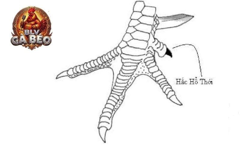 Các đặc điểm nhận dạng gà hắc hổ thới