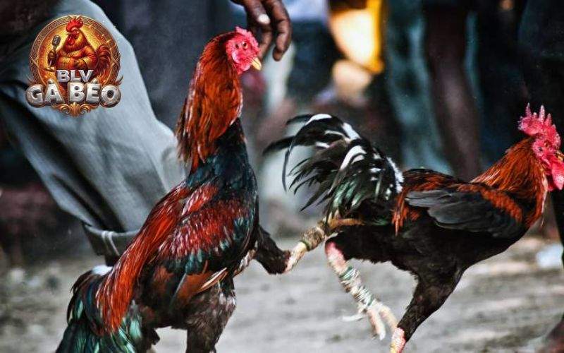 Các dụng cụ cần thiết khi chơi đá gà cựa dao Các dụng cụ cần thiết khi chơi đá gà cựa dao