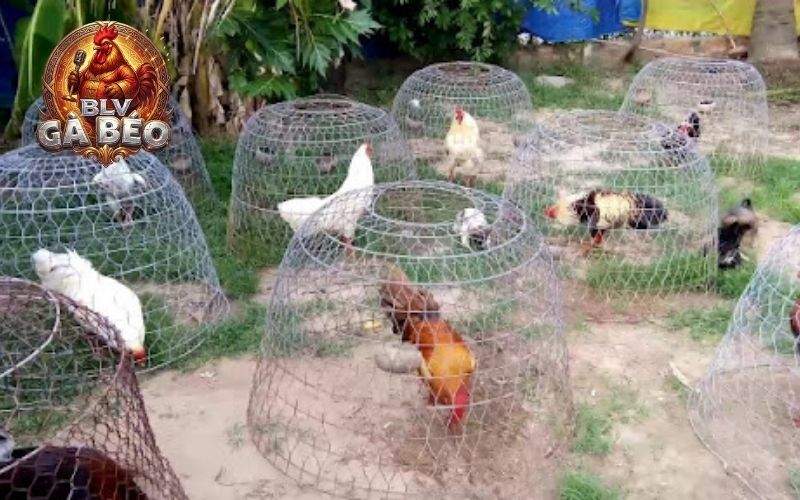 Các giai đoạn nuôi gà đá tới pin Các giai đoạn nuôi gà đá tới pin