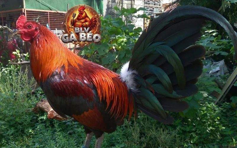 Các giống gà tre đá cựa sắt