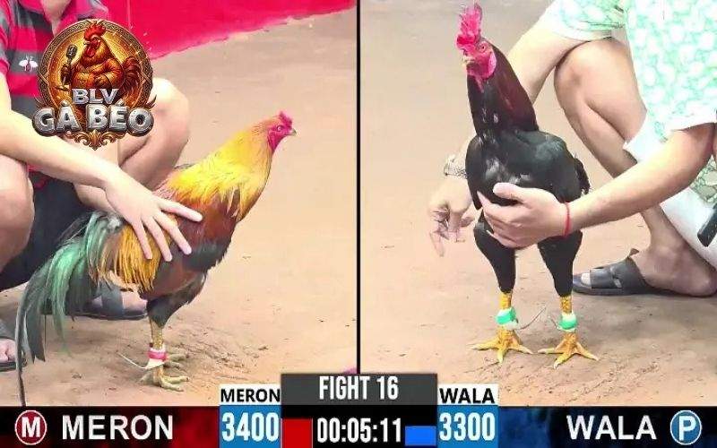 Các hình thức xem đá gà cựa sắt Thomo CPC3 Các hình thức xem đá gà cựa sắt Thomo CPC3