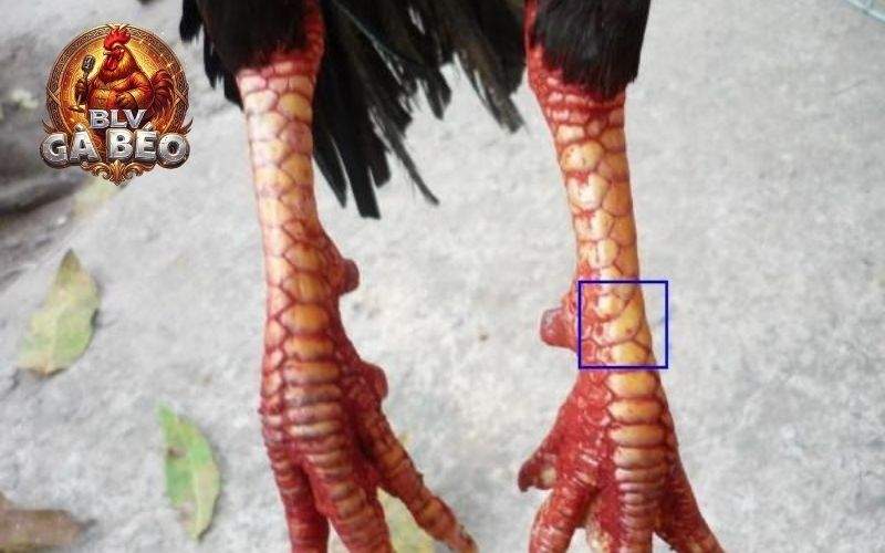 Các loại vảy gà huyền trâm