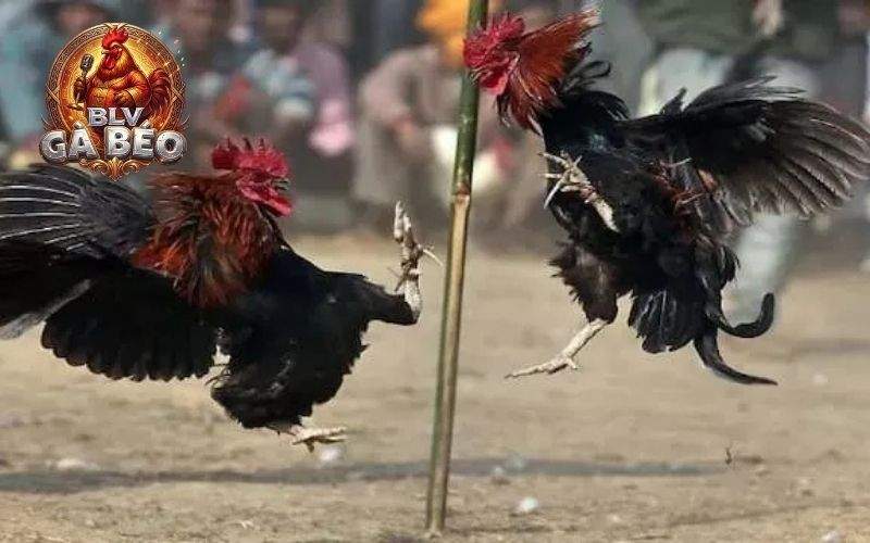 Các luật chơi khi tham gia đá gà tại trường gà Thomo