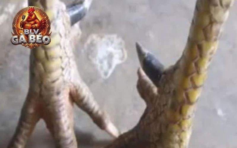 Các lưu ý khi chọn gà nhật nghiệt