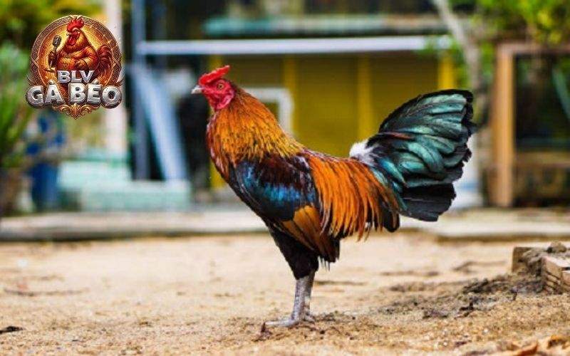 Các lưu ý khi chọn gà tre đá cựa sắt