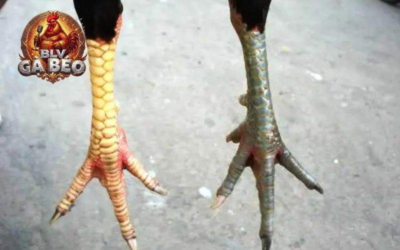 Các lưu ý khi lựa chọn vảy gà huyền trâm