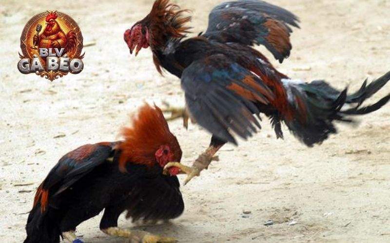 Các lưu ý khi xổ gà đá