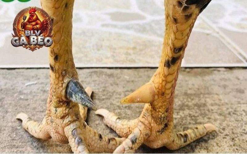 Các ưu điểm về gà nhật nghiệt