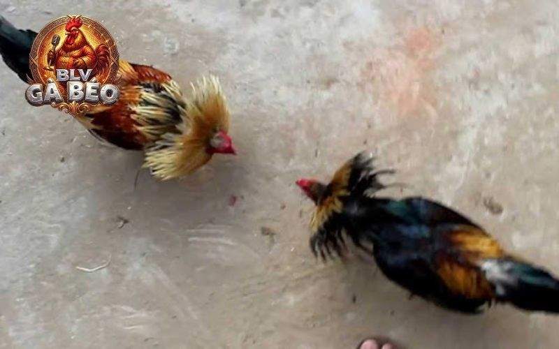 Các ưu điểm về gà tre đá cựa sắt