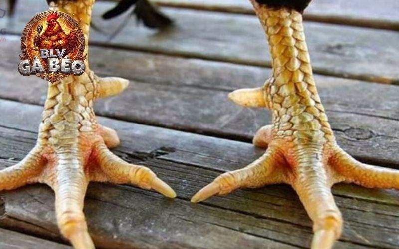 Các ưu điểm về vảy gà phủ địa Các ưu điểm về vảy gà phủ địa