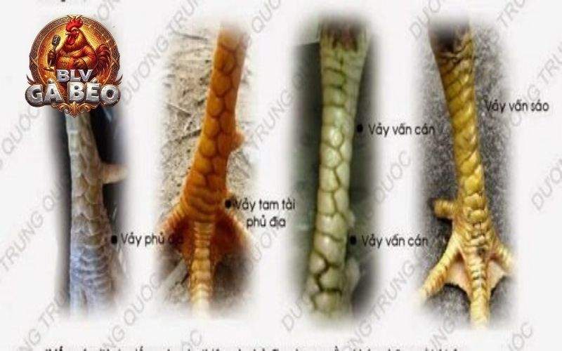 Các vảy gà xấu được BLV Gà Béo tổng hợp