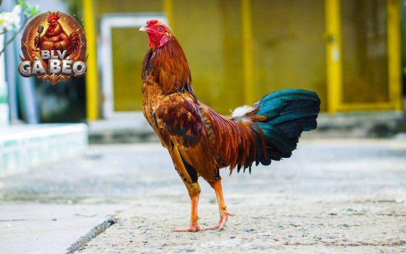 Các yếu tố ảnh hưởng đến thời gian trưởng thành Các yếu tố ảnh hưởng đến thời gian trưởng thành