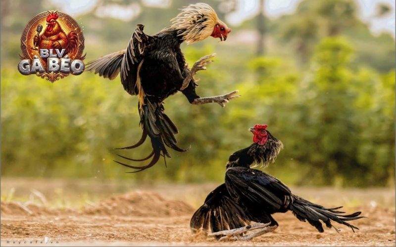 Các yếu tố ảnh hưởng làm cho gà đá chân yếu