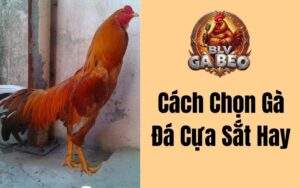 Cách Chọn Gà Đá Cựa Sắt Hay