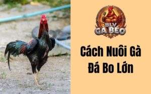 Cách Nuôi Gà Đá Bo Lớn