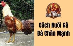 Cách Nuôi Gà Đá Chân Mạnh