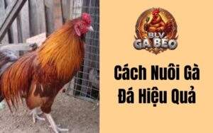 Cách Nuôi Gà Đá Hiệu Quả