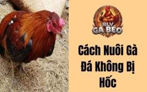 Cách Nuôi Gà Đá Không Bị Hốc
