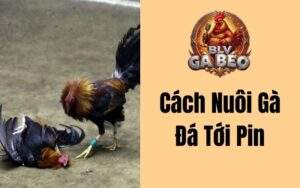 Cách Nuôi Gà Đá Tới Pin