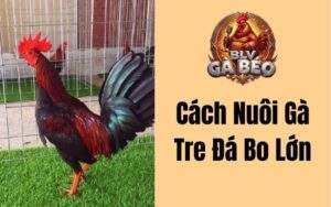 Cách Nuôi Gà Tre Đá Bo Lớn