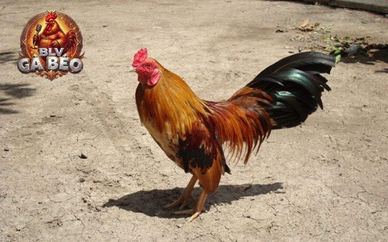 Cách nuôi gà tre đá bo lớn trước và sau khi đá