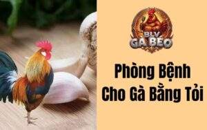 Cách Phòng Bệnh Cho Gà Bằng Tỏi