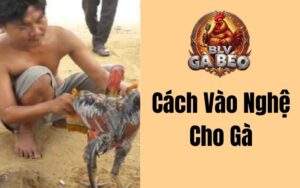 Cách Vào Nghệ Cho Gà
