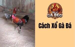 Cách Xổ Gà Đá