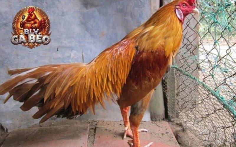 Chọn gà chân to vì có những cú đá lực Chọn gà chân to vì có những cú đá lực