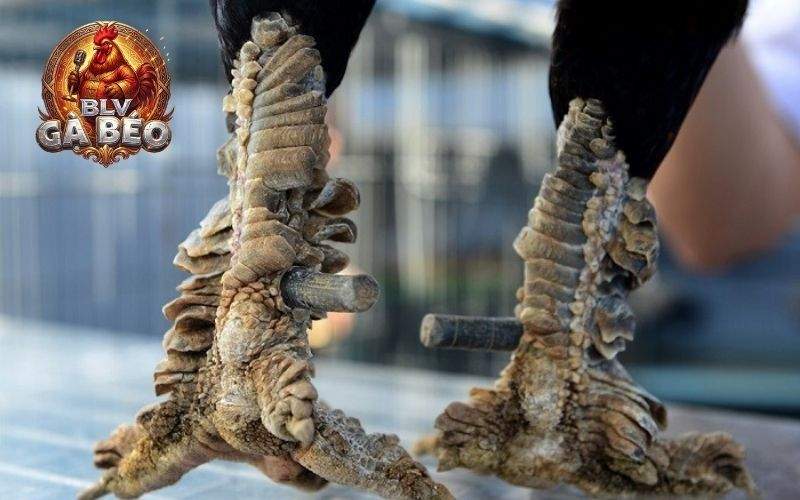 Có 3 loại vảy rồng khác nhau, mỗi loại có tính chiến đấu riêng biệt