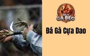 Đá Gà Cựa Dao