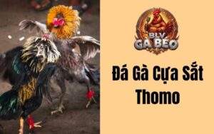 Đá Gà Cựa Sắt Thomo