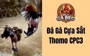 Đá Gà Cựa Sắt Thomo CPC3