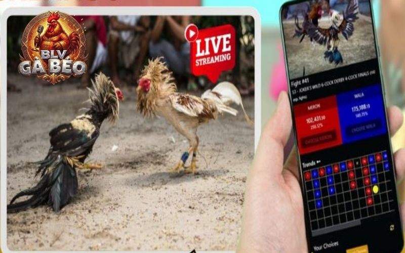 Đá gà cựa sắt Thomo CPC3 là các trận gà đá cựa sắt được tổ chức tại trường gà CPC3 Đá gà cựa sắt Thomo CPC3 là các trận gà đá cựa sắt được tổ chức tại trường gà CPC3