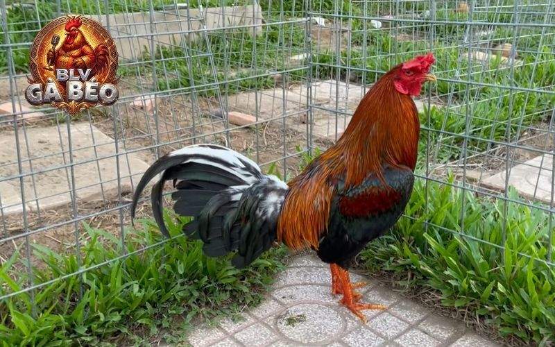 Gà có lực đá ở chân càng mạnh thì càng dễ dàng hạ gục đối thủ