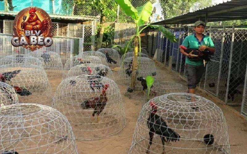 Gà đá tới pin là trạng thái tốt nhất khi ra trận Gà đá tới pin là trạng thái tốt nhất khi ra trận