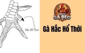 Gà hắc hổ thới