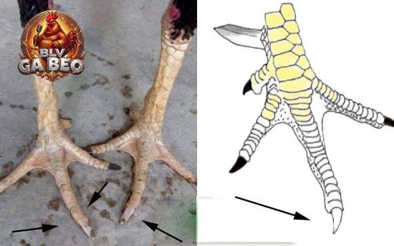 Gà hắc hổ thới là chiến kê nổi bật với móng nắm phía sau có màu đen