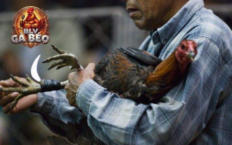 Gà Mỹ lai khá được người lựa chọn cho đá gà cựa dao Gà Mỹ lai khá được người lựa chọn cho đá gà cựa dao