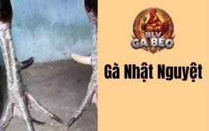 Gà Nhật Nguyệt