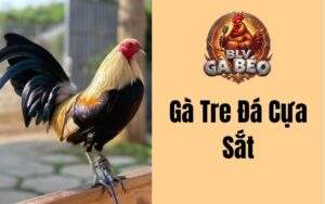 Gà Tre Đá Cựa Sắt