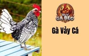 Gà Vảy Cá