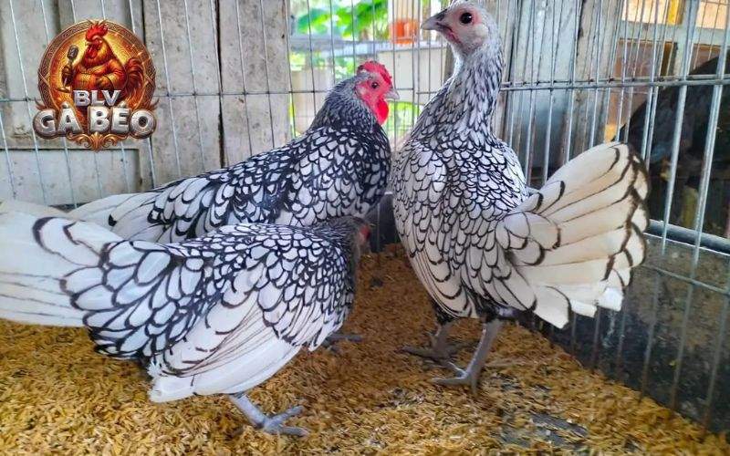 Gà vảy gà giống Phoenix