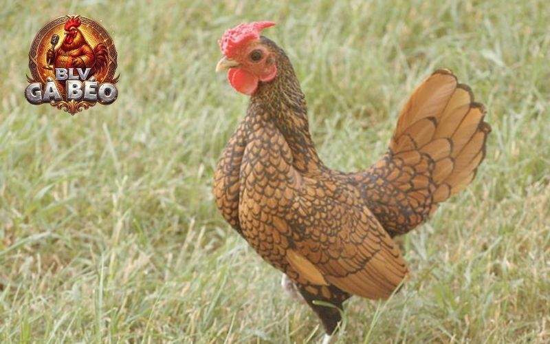 Gà vảy gà giống sebright