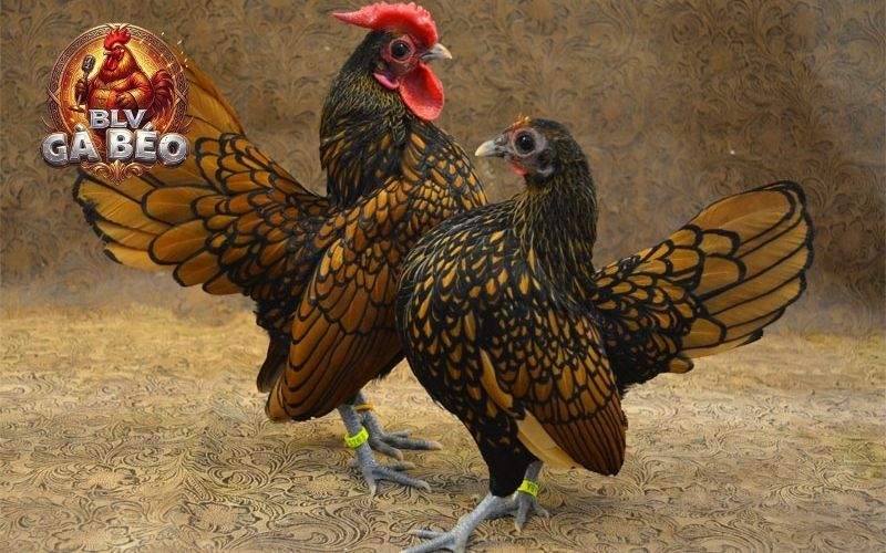 Gà vảy gà giống serama