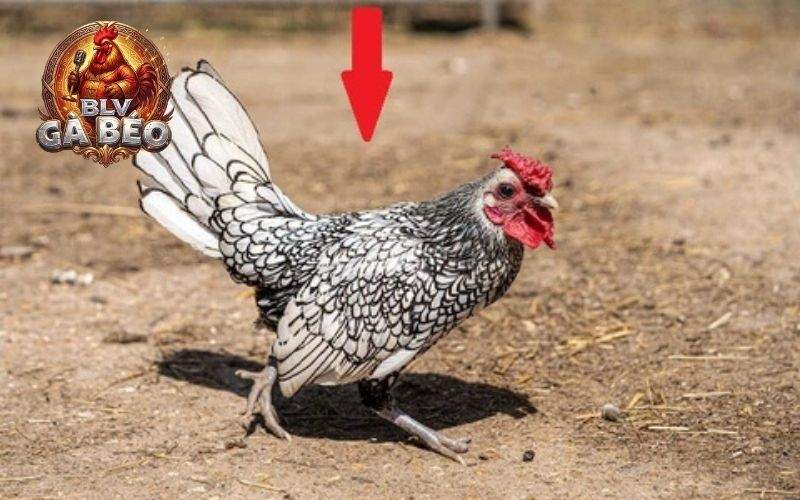 Gà vảy gà thuộc giống gà kiểng có hình vảy độc đáo