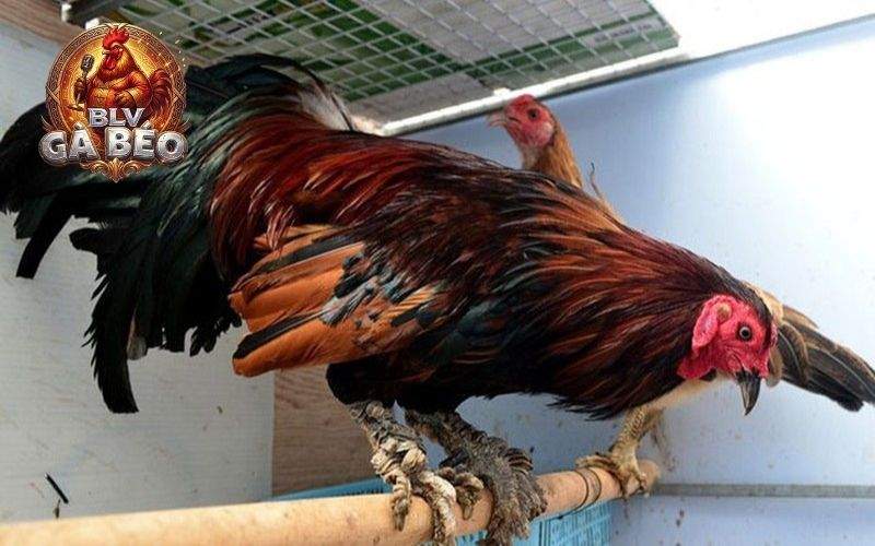 Gà vảy rồng có ngoại hình to lớn, hung dữ