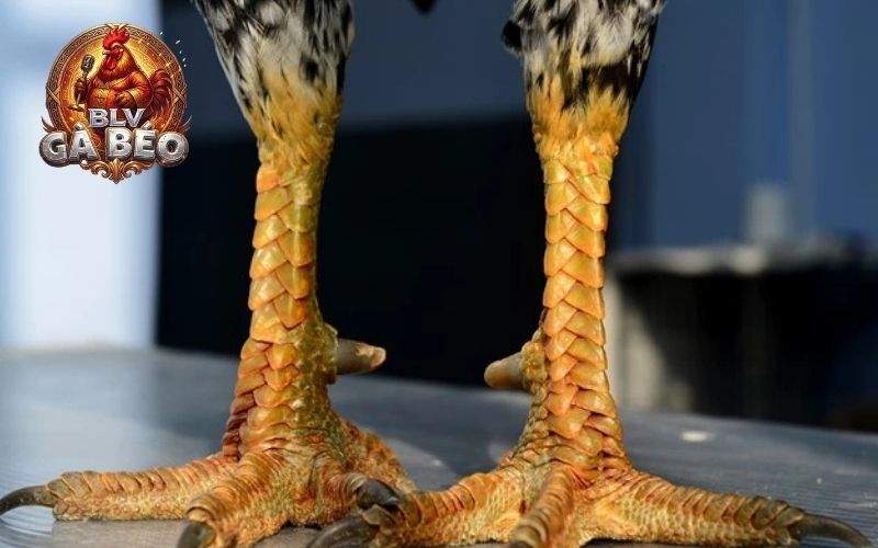 Gà vảy rồng là gà có lớp vảy to, nổi gồ như vảy rồng